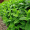 Mint - Mentha Piperita - Peppermint Herb 800 Perennial Herb or Vegetable Seeds.