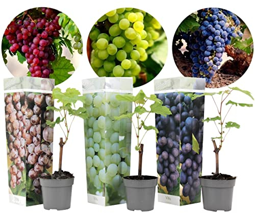 Plant in a Box - Piante di uva - Mix di 3 - Vitis Vinifera - Uva - Vaso 9cm - Altezza 25-40cm