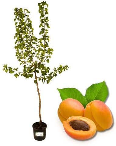 P. Piantine da Orto | Albicocco Precoce, Vaso Diametro 22 cm, Pianta Pronta per Il Trapianto, Pianta Vera da Esterno, Vivaio Italiano,Altezza pianta 150 cm