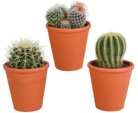 Cacti | Mélange de cactus boule dans un pot en terre cuite | 3 pièces |variétés diverses | Ø 11 cm | 13-16 cm | Plantes d'intérieur faciles à entretenir | y compris un pot de couleur coordonnée