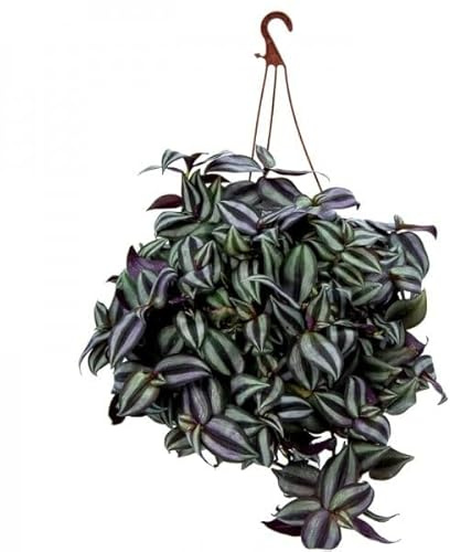 Tradescantia Zebrina Colgante de 1,6L Planta Natural de Fácil Cuidado