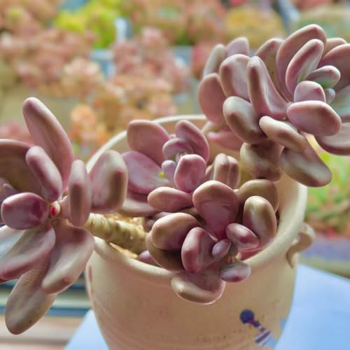 Comprar semillas de suculentas, decoración de sala estar jardín rocas resistentes para el balcón 600pcs