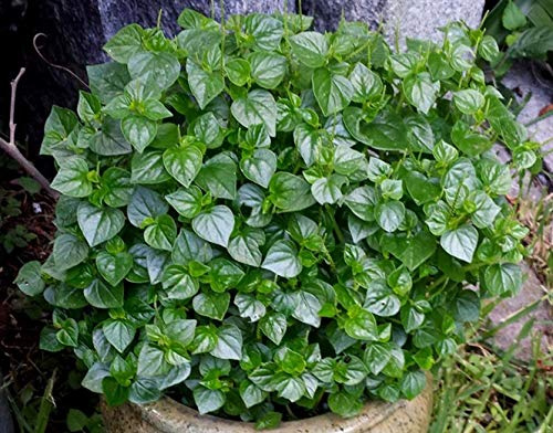 4000+ Seeds Crab Claw Herb Seeds rau cang cua Pepper Elder Shining Bush Plant Peperomia Pellucida Vegetable Seeds Organic Non-GMO Seeds