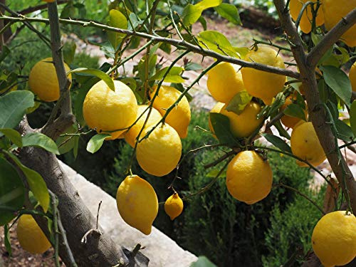 Premium Zitusdünger für gesunde und kräftige Zitruspflanzen Natürliche Nährstoffe für optimales Wachstum  Original Mediterrano 3 Kg