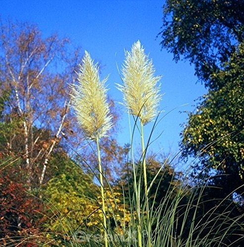 Pampasgras Weiße Feder - XXXL Topf - Cortaderia selloana