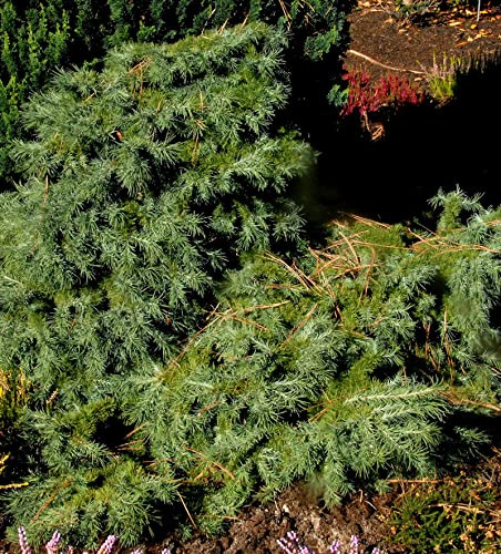 Japanische Lärche Blue Dwarf 40-50cm - Larix kaempferi - lebende Gartenpflanze aus den Baumschulen