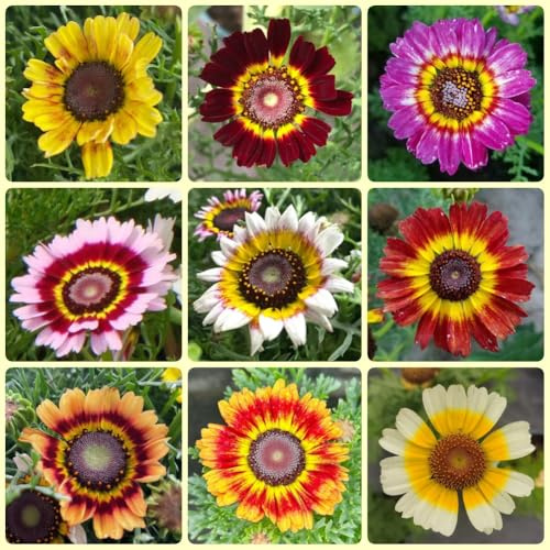 Semi di Crisantemo carinatum - Le da giardino roccioso sono resistenti semi da giardino 250pcs