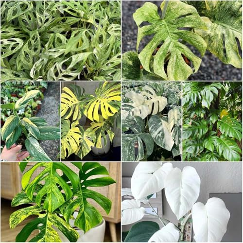 semillas de monstera - semillas de interior jardín bonsái monstera deliciosa perennes jardín decoración balcones para los amantes la 150pcs
