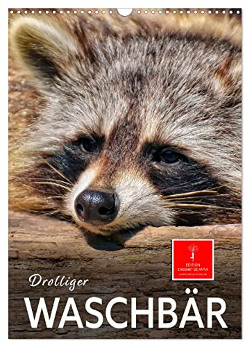 Drolliger Waschbär (Wandkalender 2026 DIN A3 hoch), CALVENDO Monatskalender: Eindrucksvolle Bilder der scheuen Tiere. (CALVENDO Tiere)