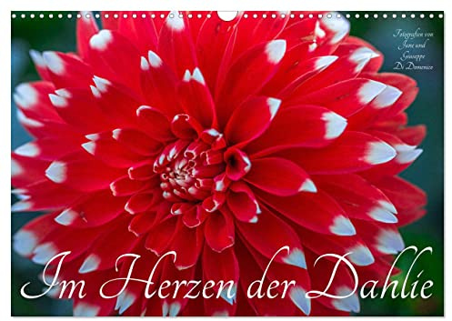 Im Herzen der Dahlie (Wandkalender 2026 DIN A3 quer), CALVENDO Monatskalender: Die Dahlie - bezaubernd, verfüherisch und betörend