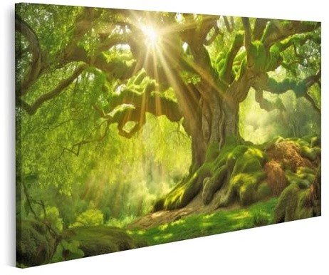 islandburner Bild auf Leinwand Sonnenstrahlen auf altem Baum Naturbild Bilder Wandbilder Poster