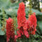 Semillas de flores de delphinium 100 piezas rojas