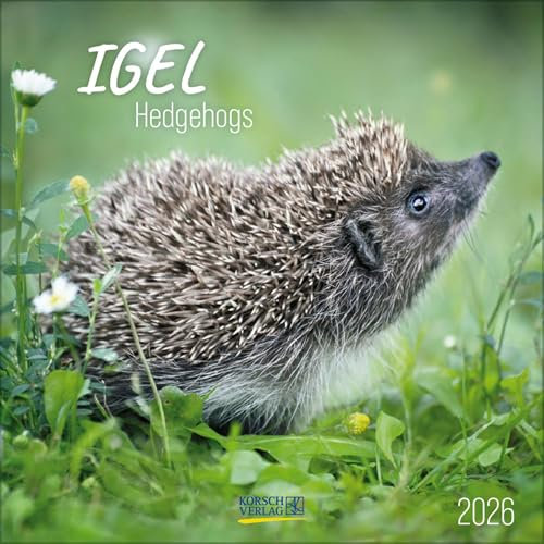 Igel 2026: Broschürenkalender mit Ferienterminen. Tierkalender mit viel Platz für Notizen. Mit Monatskalendarium zum Eintragen. 30 x 30 cm