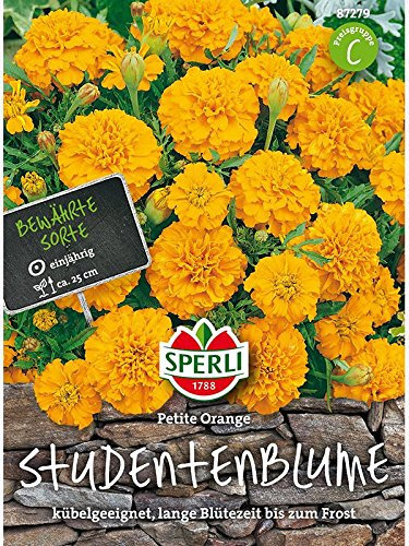 Tagetes Studentenblume Petite Orange