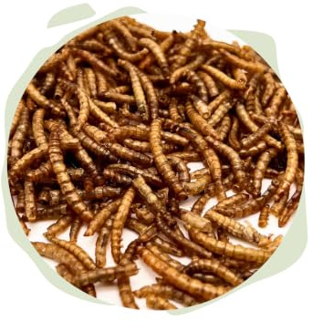 Warnick's Naturhäppchen Mehlwürmer getrocknet - 3 Liter | Naturfutter für Vögel, Reptilien, Nager & Fische - Als Schildkröten- & Igelfutter - Hoher Eiweißgehalt & naturbelassen