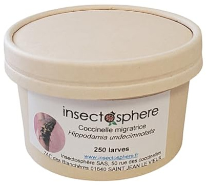 Larves de coccinelles migratrices (Hippodamia undecimnotata) – lutte biologique contre les pucerons du laurier-rose, rosiers et potager (250 larves)