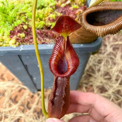 Nepenthessamen, Nepenthes mirabilis hochbeet zimmerbonsai Fleischfressende kannenpflanze seltene gartendeko für draußen steingartenpflanzen winterhart hängend ranke kletterpflanzen 500samen