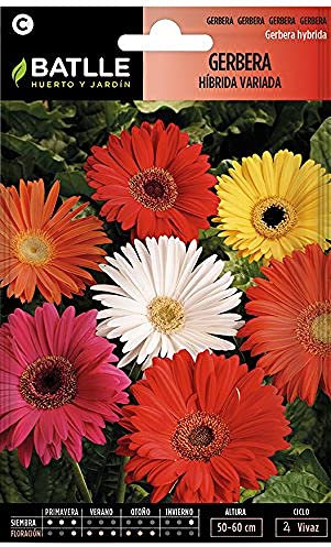 Semillas Batlle Gerbera HIBRIDA Variada