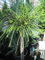 Thuja plicata Whipcord - Faden-Lebensbaum - Veredelung auf einen Hochstamm - 80 cm