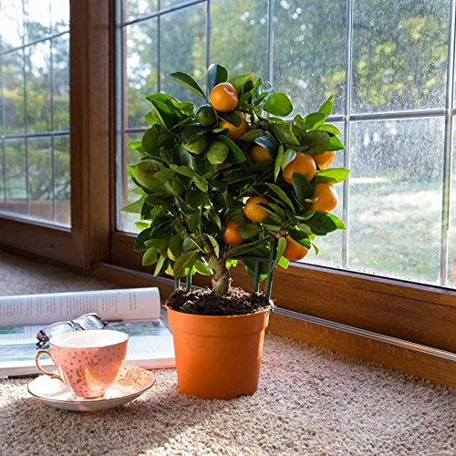 (Mandarin * Ambizu *) 20PCS commestibili frutta mandarino bonsai semi bonsai, Citrus Orange semi