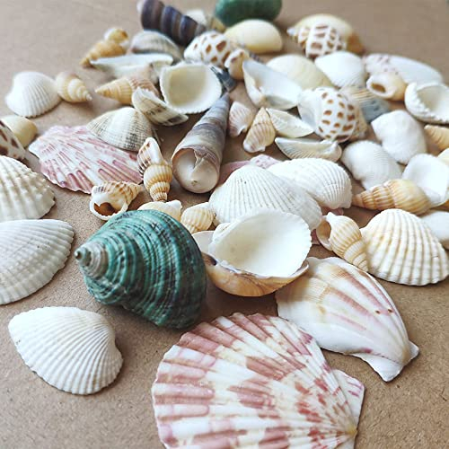 Shells Mixed, Natur Muscheln, Strandmuscheln, Bastelmuscheln, Deko Muscheln, Bastel und Heimdekomischungen, Dekoration Partys, Hochzeiten, Ca 100g