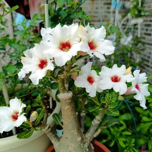 wüstenrosesamen dachbegrünung winterharte stauden für pralle sonne blumensaat herbstblumen winterhart gartensamen herbstpflanzen winterhart blühend blumenbeet balkon frühlingsblumen 12samen