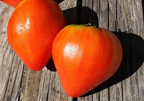 Graines Tomate cœur de bœuf - sachet de 100 graines - Solanum/lycopersicum/Solanaceae - Graines de style