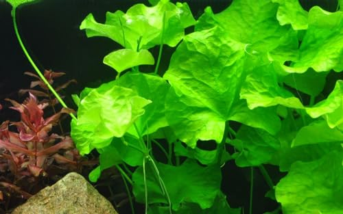 AquaOne Aquarium Pflanze Nymphoides hydrophylla 'Taiwan' I Wasserpflanze Aquariumpflanze Knolle/Zwiebel voll durchwurzelt einfach pflegeleicht Aquascaping Dekoration
