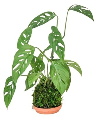 Kokedam Monstera Adansonii| DECOALIVE | Maceta Musgo Natural | Planta Monkey Leaf