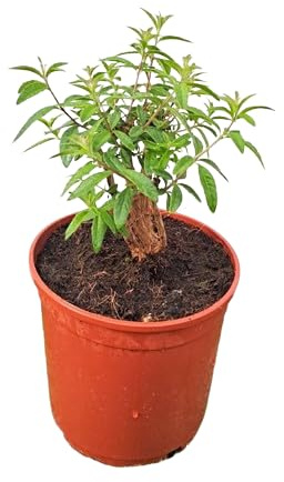Hierba Luisa Planta Natural de Exterior y Fácil de Cuidar