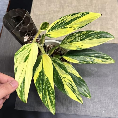 semillas de monstera raras, balcón, resistentes, jardín cobertura del suelo, 350pcs