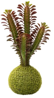 Kokedama Artesanal de Euphorbia Trigona Rubra | Planta Viva Interior DECOALIVE