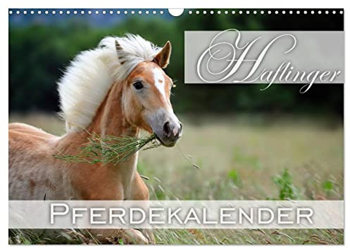 Haflinger / Geburtstagskalender (Wandkalender 2024 DIN A3 quer), CALVENDO Monatskalender: 13 wunderschöne Haflinger-Motive (CALVENDO Tiere)