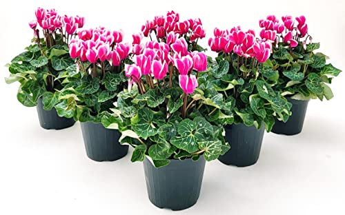 POWERS TO FLOWERS - CICLAMINO SUPERSERIE BICOLORE, FIORITURA EXTRA, 6 PIANTE, VASO 12CM, piante vere