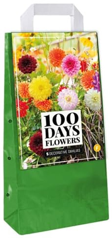 Jub - Mix 5 Bulbes Dahlias Déco