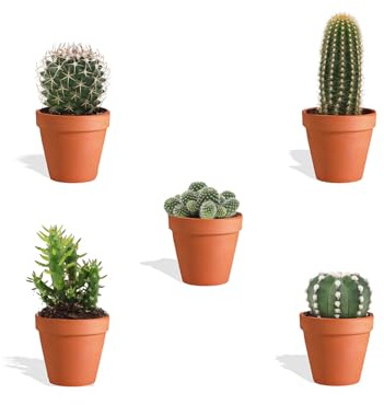 DutchLeafs Cactus Mix in Terrakotta Blumentopf - 5 Stück - Pflanztopf 5,5 cm - Höhe 8-15 cm - Mini-Kakteen