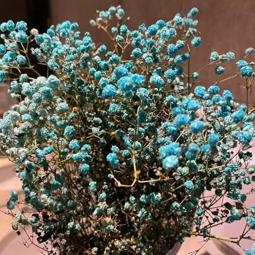 schleierkraut biosaatgut mehrjährige stauden dachbegrünung herbstpflanzen winterhart blühend wildblumensamen herbstaussaat blumengarten topfpflanze bodendecker winterhart mehrjährig 300samen