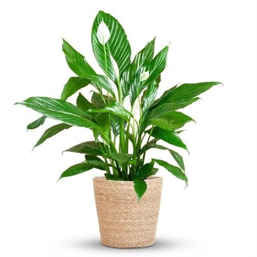 Green boutiQ - Zimmerpflanze - Einblatt - Spathiphyllum - Weiß - Pflegeleicht - 1 Pflanze - mit Korb - Topf 21cm - Höhe 70-80cm