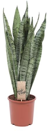 Bogenhanf Sansevieria Zeylanica Zimmerpflanze Ø17 cm 70 cm | pflegeleichte Schwiegermutterzunge mit schlanken Blättern, für Wohnraum und Arbeitsplatz, dekorativer Wuchs