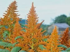 Golden gigante amaranto! HEIRLOOM RARO! 6-8 FT TALL! 50 semi! VEDERE IL NOSTRO DEPOSITO!