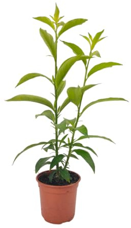 Verdecora Galán de Noche Maceta Ø13cm - Cestrum nocturnum -Planta Exterior