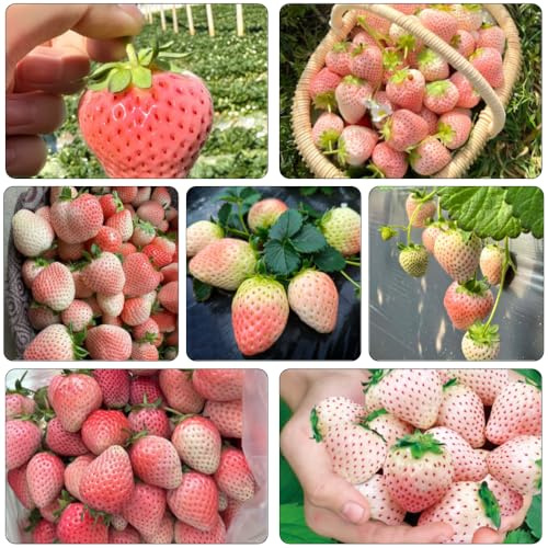 semi di fragola - colonnari Letti elevati per giardino colonnari semi di giardino balcone interni resistenti 650pcs