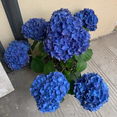 hortensias, hortensia de balcón hortensia semillas de silvestres sombra en rápido crecimiento Setos resistentes, 350semillas