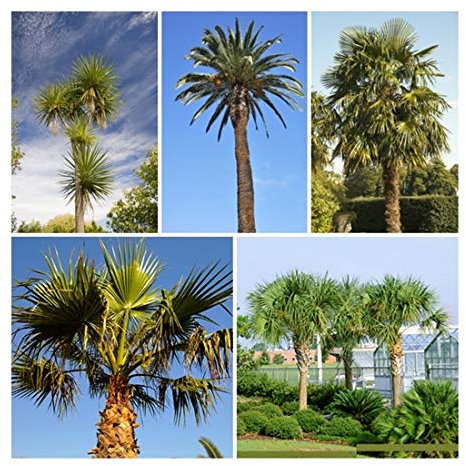 RP Seeds Palm Tree Seed Collection. 5 Individual Packets with Growing Guides. Save 15% on Normal Prices.
