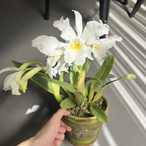Cattleya indoor kräutergarten balkon garten schnittblumen winterharte stauden für pralle sonne gartenblumen mehrjährige blumensamen gartenkräuter pflanzensamen exotisch orchideen 500samen