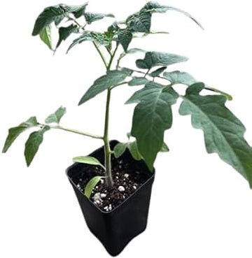 Planta de Tomates - Planta de Huerto Natural - Tomatera Premium