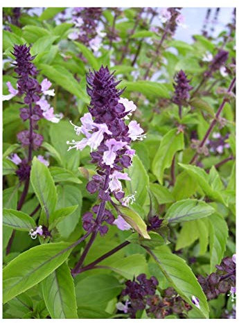 PREMIER SEEDS DIRECT - HERB - Basil - Cinnamon - 2000 Seeds