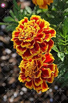 100 pièces Calendula officinalis Semi Belle Semi di Fiore Perenne Pianta per Il Giardino Domestico di Facile da Coltie 10