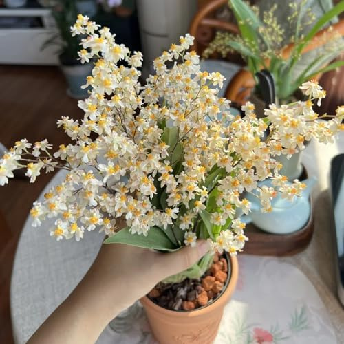 Semi di orchidea Oncidium - semi di selvatici Oncidium hybridum - decorazione del soggiorno da giardino roccioso autunnali resistenti semi esotici da balcone 250pcs