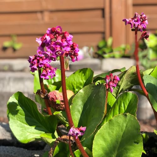 semi di bergenia - decorazioni autunnali verdi sostenibili esotiche 225pcs